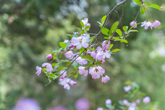 日系樱花春夏天鲜花植物