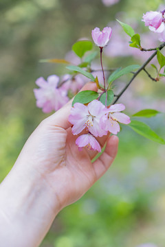 手摘樱花春夏天鲜花