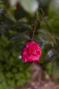 月季花红色春夏天鲜花