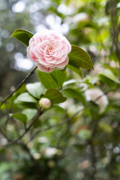 粉色茶花春夏天鲜花