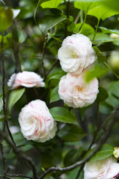 白色茶花春夏天鲜花