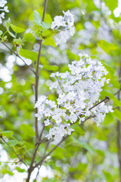 白色小花春夏天鲜花植物