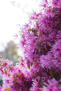 紫红色春夏天鲜花植物