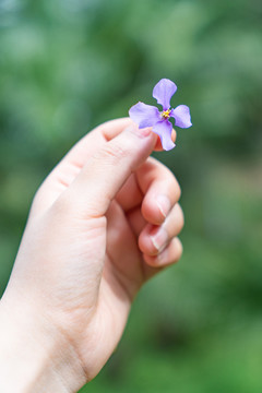 紫色手捏春夏天鲜花植物