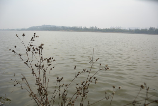 户外山水风景植物素材图