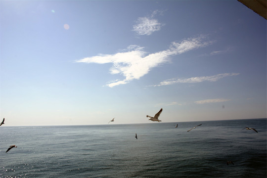 海洋海岛动物和海景