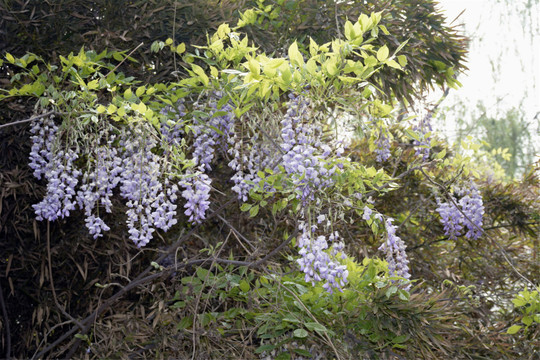 汉牡丹花朵