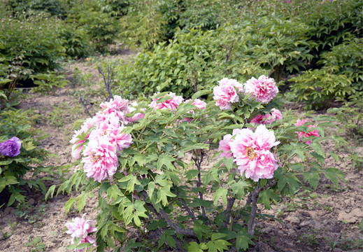 汉牡丹花朵