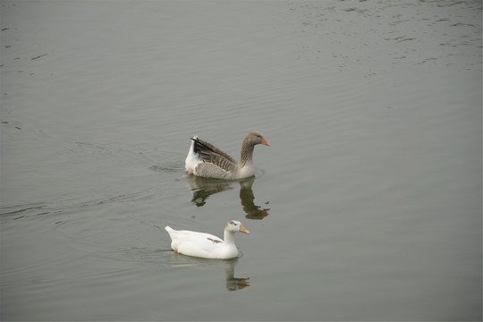 野禽鸳鸯戏水