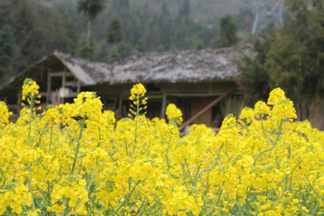 油菜花