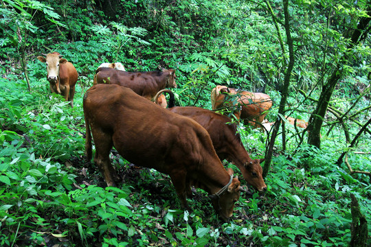 高山生態(tài)散養(yǎng)黃牛