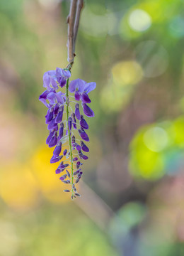 紫藤花