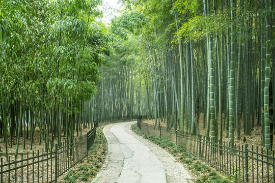 竹林小路