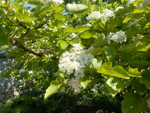 山楂花