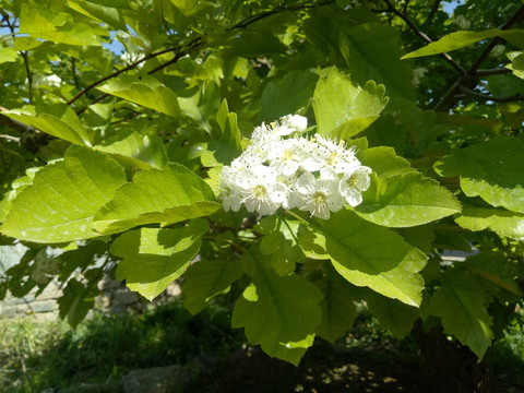 山楂花