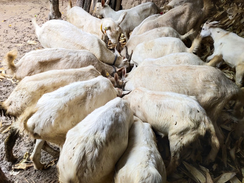 羊吃食