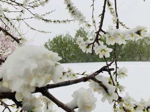 傲雪杏花