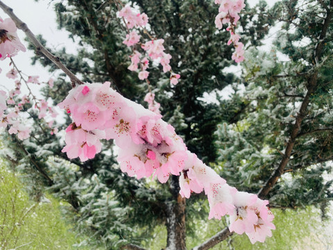 傲雪杏花