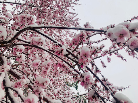 傲雪杏花