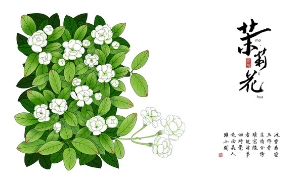 茉莉花