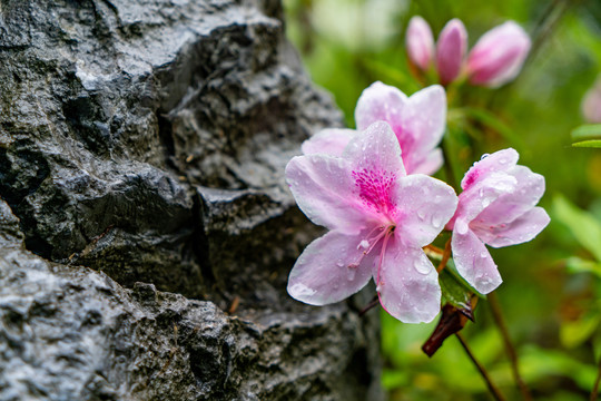 粉色杜鹃花雨中雨水岩石