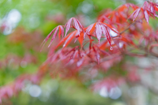 红色枫叶初春雨季雨水雨滴