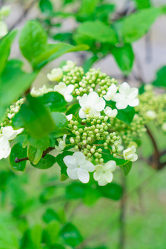 绣球植物白色鲜花雨水