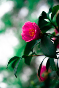 雨水茶花紫红色日系冷调