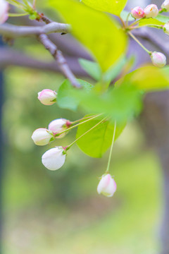 樱花粉色枝头白色雨中花苞