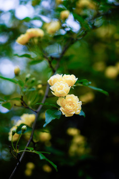 黄色小花藤蔓春夏天雨中植物