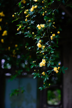 黄色小花藤蔓春夏天雨中植物