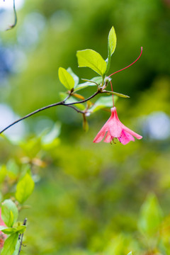 杜鹃花春夏天鲜花植物