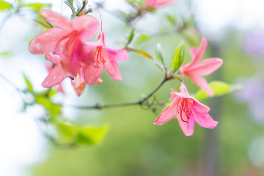 特写虚化杜鹃花春夏天鲜花植物