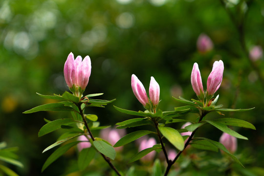 杜鹃花苞春夏天鲜花植物