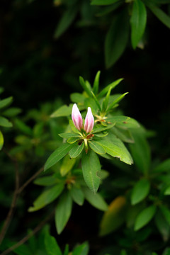 杜鹃花苞春夏天鲜花植物