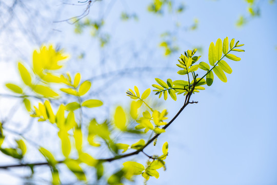 逆光叶子植物春夏天