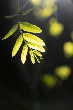 逆光透光叶子植物春夏天