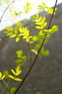 逆光叶子植物春夏天