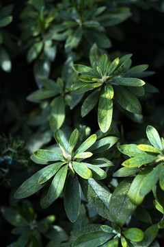 光影叶子植物春夏天