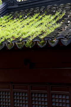 屋檐上的青草叶子植物春夏天
