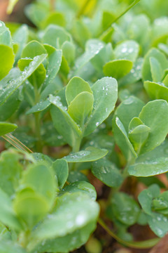 多肉雨滴叶子植物春夏天