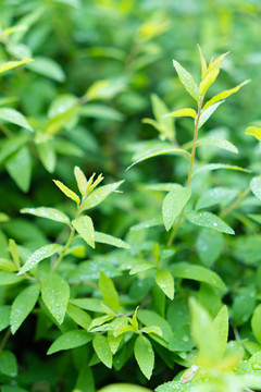 雨后叶子植物春夏天