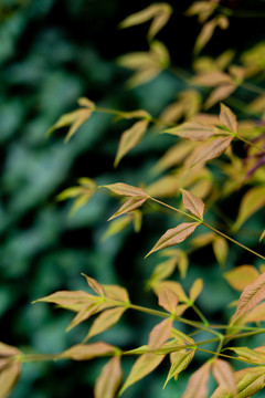 黄色叶子植物春夏天