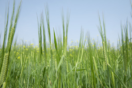 小麦麦穗小满