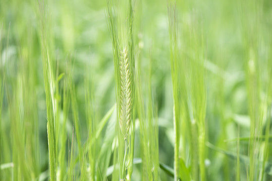 小麦麦穗小满