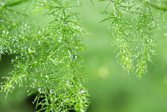 绿色植物水珠雨水