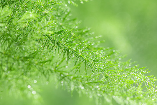 绿色植物水珠雨水