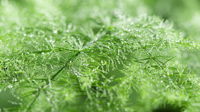 绿色植物水珠雨水