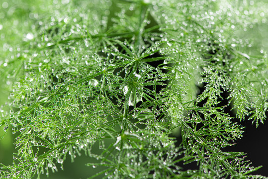 绿色植物水珠雨水