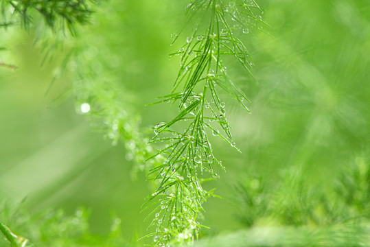 绿色植物水珠雨水